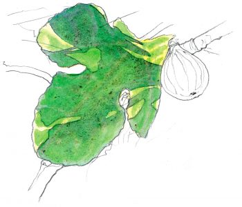 Le figuier et la fauvette, fable moderne du réchauffement climatique