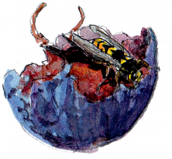 Le figuier et la fauvette, fable moderne du réchauffement climatique