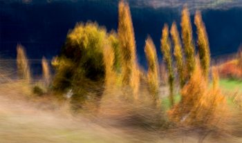 Les arbres et l’éléphant - Pyrénées-Orientales. Les arbres et l’éléphant - Pyrénées-Orientales.
