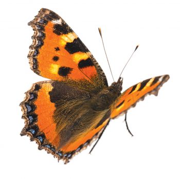 D'où viennent les couleurs ?