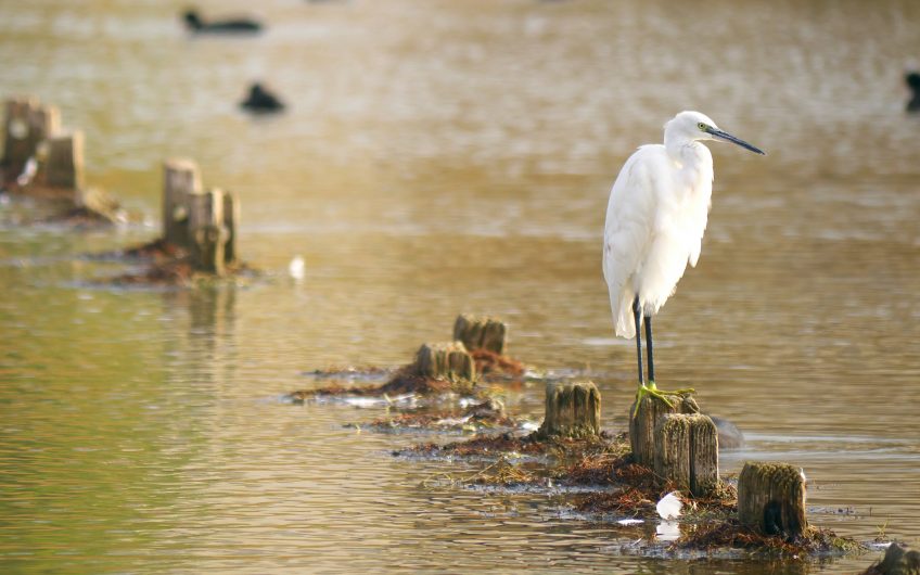 Héron garde-bœufs et aigrette garzette, quelles différences ?