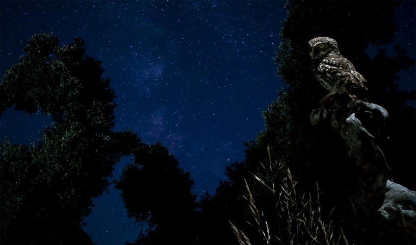 Le noir dans la nature, du charbon au corbeau