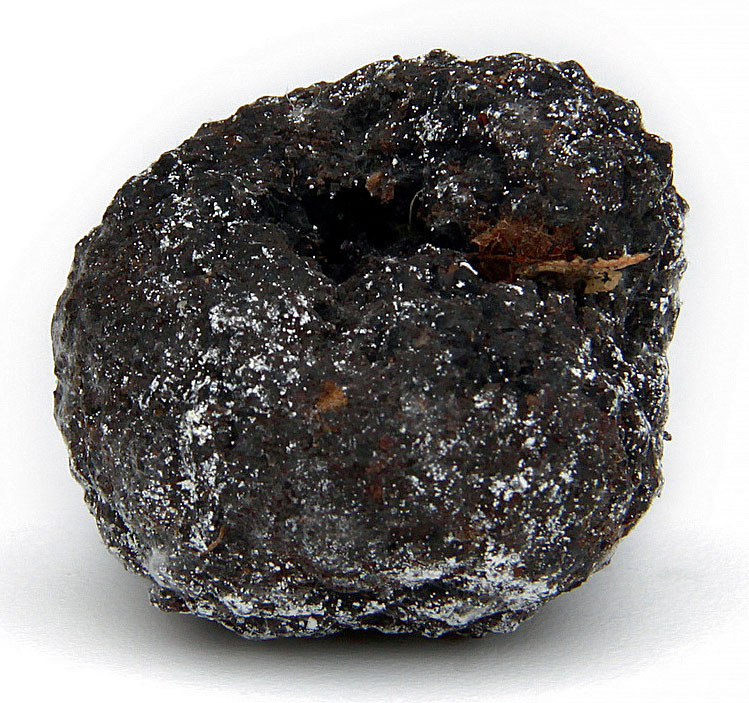 Truffe noire du Périgord Le noir dans la nature, du charbon au corbeau