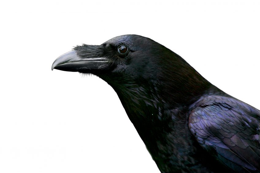 Le noir dans la nature, du charbon au corbeau