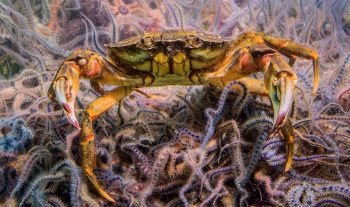 Non, les cuirassiers marins à l’image de ce crabe vert
ne chancellent pas par ivresse.
