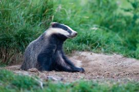 © Féderic Desmette