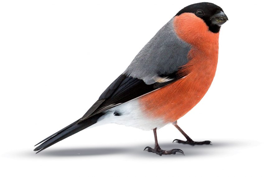 Le rouge dans la nature chez les oiseaux, les plantes et les insectes