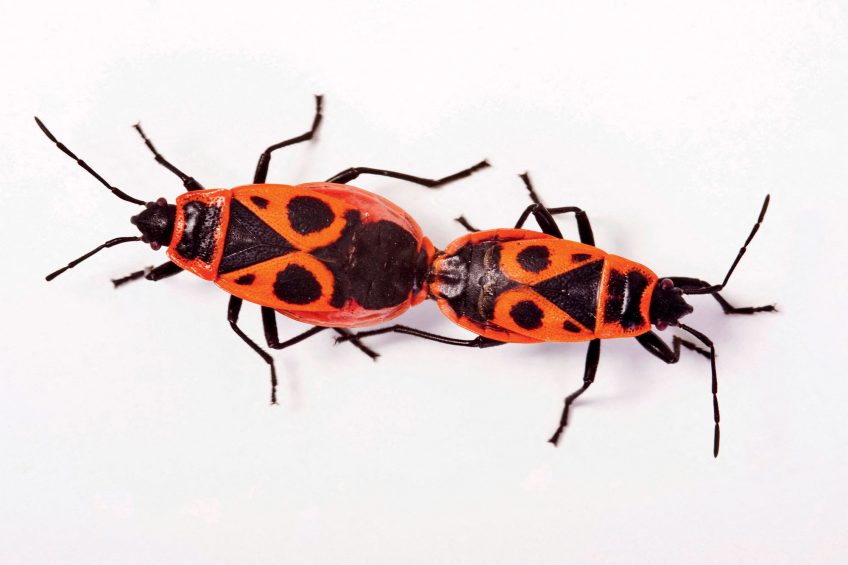 Le rouge dans la nature chez les oiseaux, les plantes et les insectes