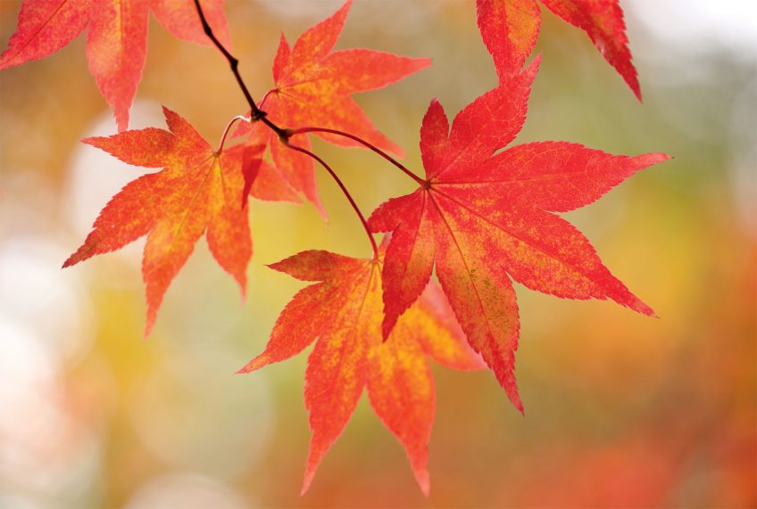 Le rouge dans la nature chez les oiseaux, les plantes et les insectes