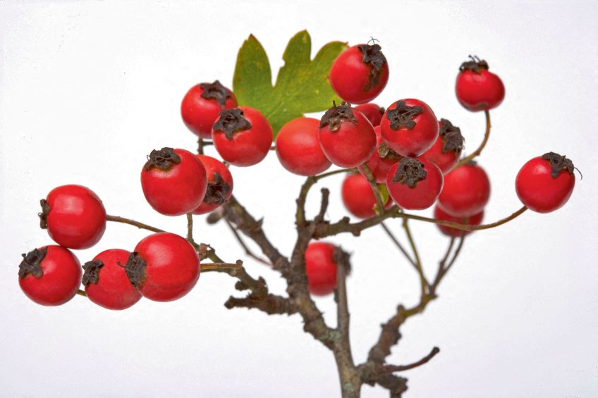 Le rouge dans la nature chez les oiseaux, les plantes et les insectes