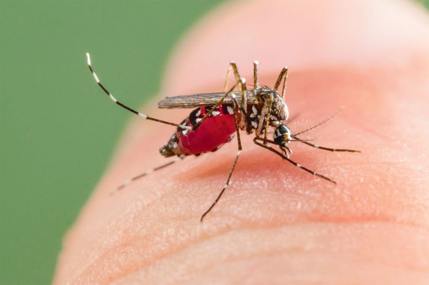 Le rouge dans la nature chez les oiseaux, les plantes et les insectes