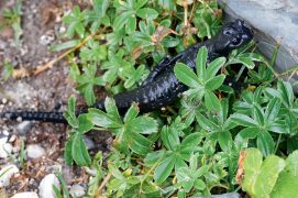 Salamandre noire / © Milo Genasci