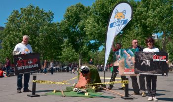 Sensibilisation à la barbarie de la vénerie sous terre à Paris le 15 mai dernier. Sensibilisation à la barbarie de la vénerie sous terre à Paris le 15 mai dernier.