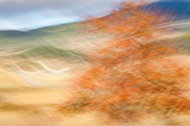 Sorbier dansant - Cévennes. Sorbier dansant - Cévennes. / © Carole Reboul