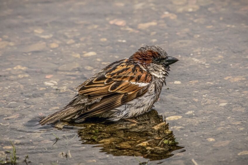 moineau domestique à l'abreuvoir pendant la canicule