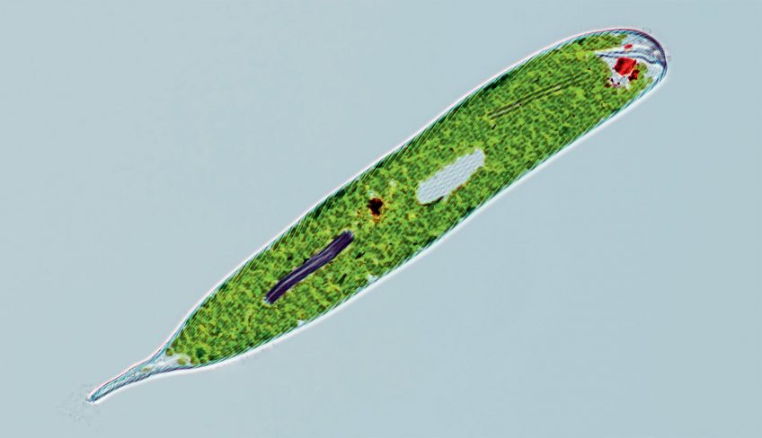 Vert, couleur des végétaux et des animaux qui s'y camouflent