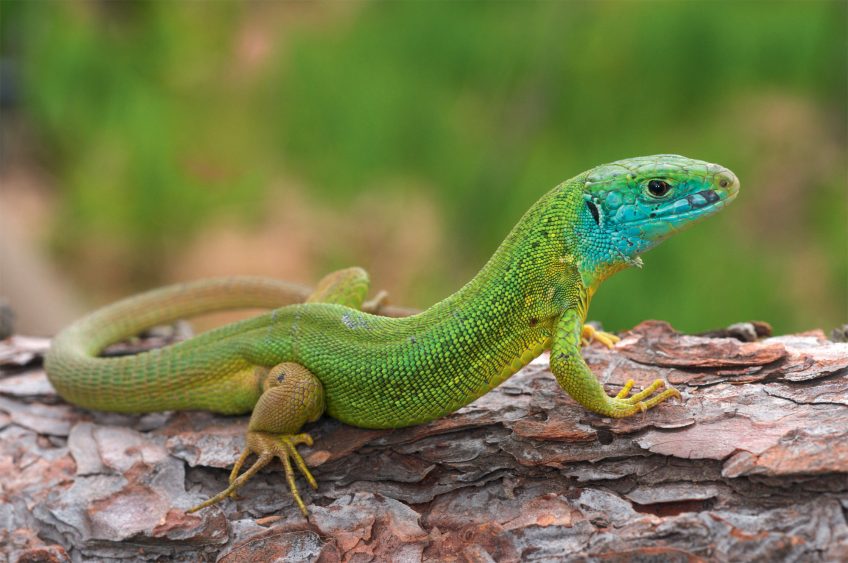 Vert, couleur des végétaux et des animaux qui s'y camouflent