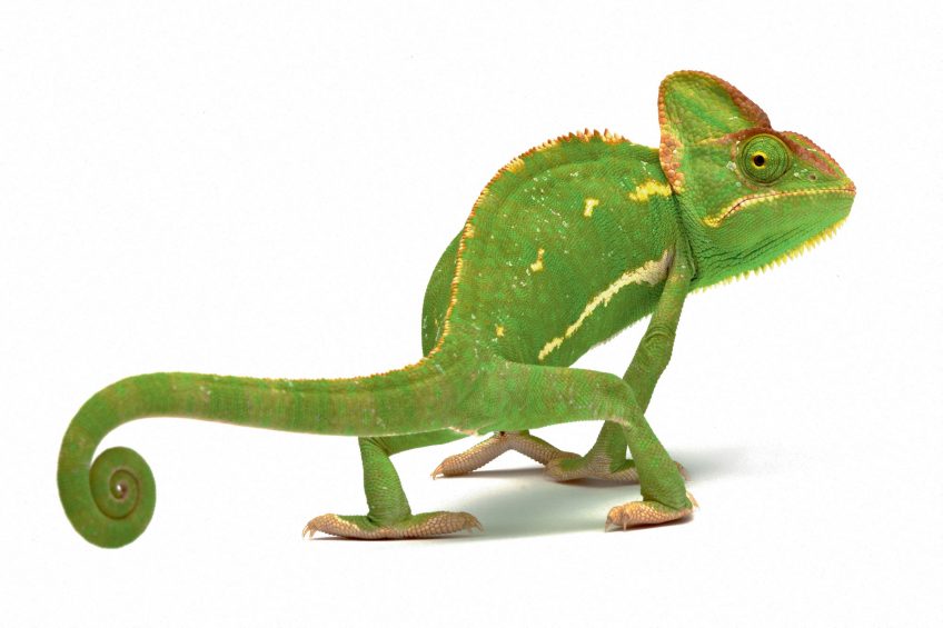 Vert, couleur des végétaux et des animaux qui s'y camouflent