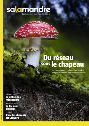 Couverture de La Salamandre n°254