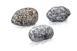 Crottes d'écureuil / © Jean Chevallier