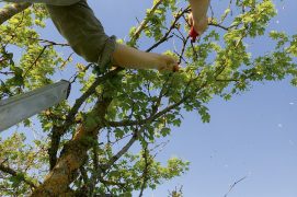 Amenez la vigne à former une seule tige principale en la taillant chaque année et en rabattant ses pousses trop basses.