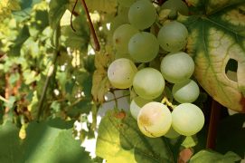 Savourez le raisin et observez les animaux qui profitent de cet abri et garde-manger.