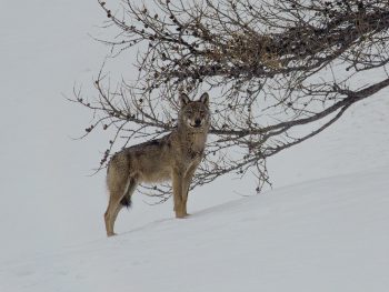 Un riche programme de films nature / © Jean-Michel Bertrand