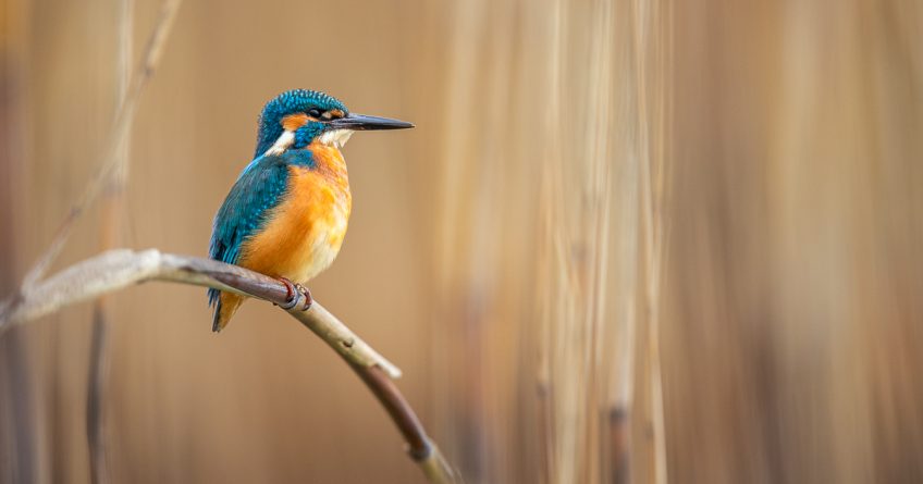 Le lac aux oiseaux - martin-pêcheur
