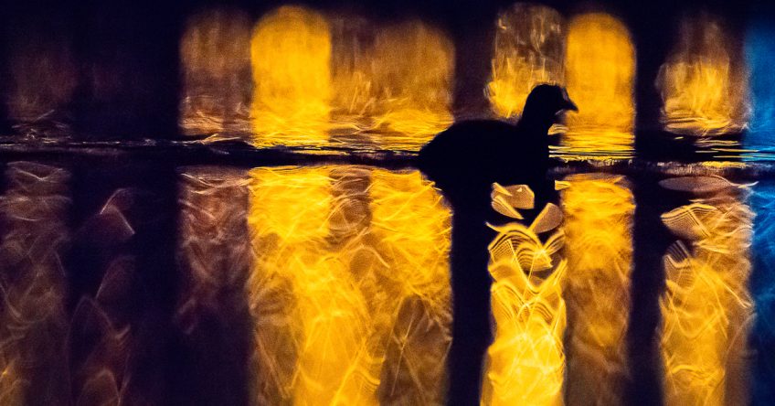 Le lac aux oiseaux - foulque macroule