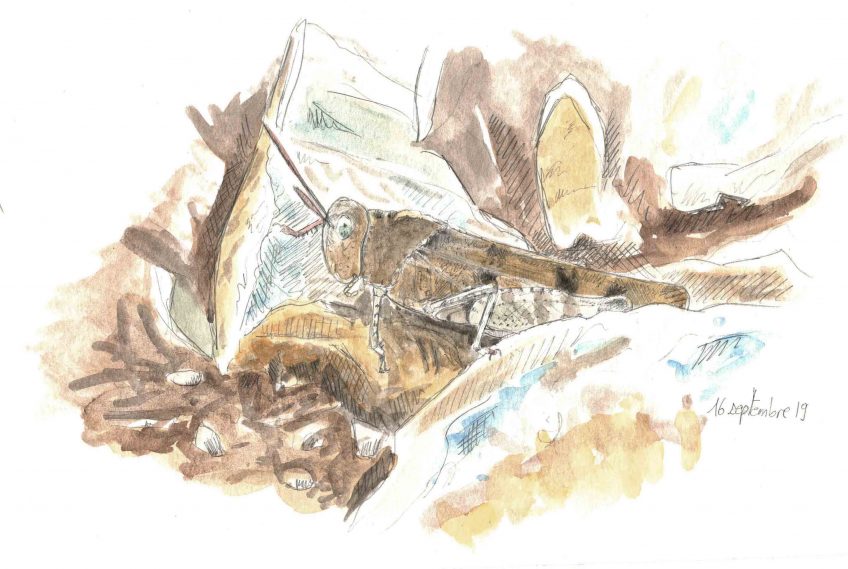 L'oedipode, criquet camouflage - La Salamandre