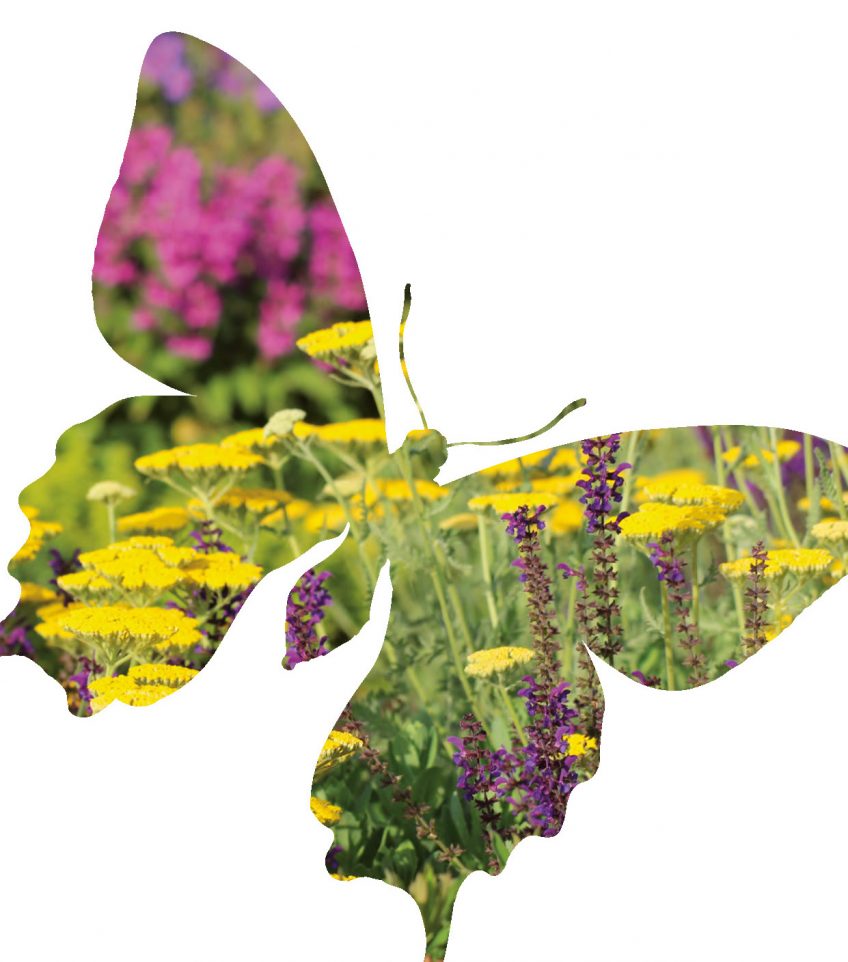 Festival Salamandre 2019