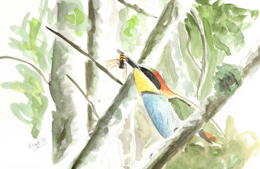 Le guêpier et le frelon - La Salamandre