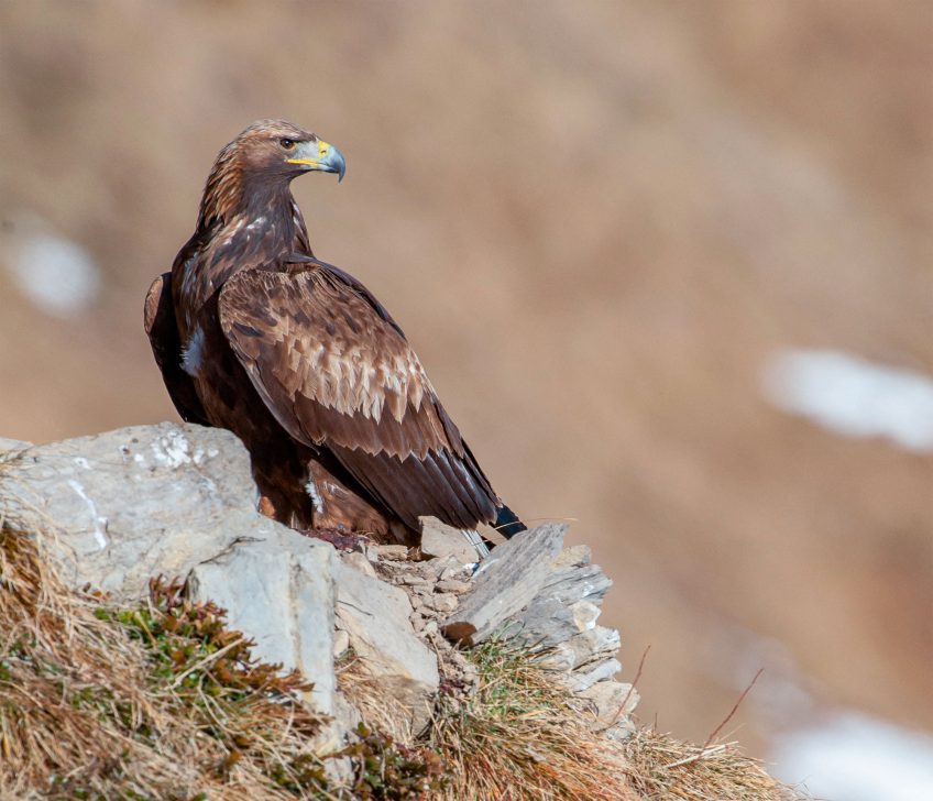 Aigle royal A la recherche du cerf élaphe dans le plateau du Vercors
