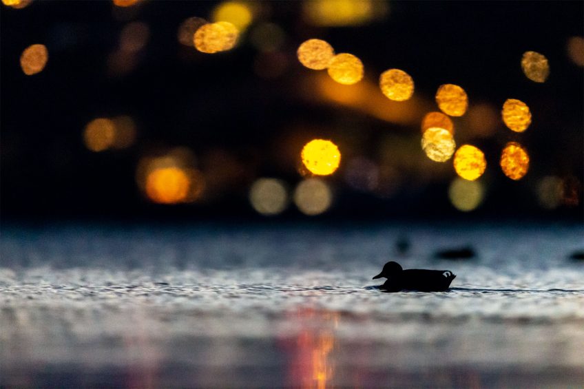 Le lac aux oiseaux Canard colvert