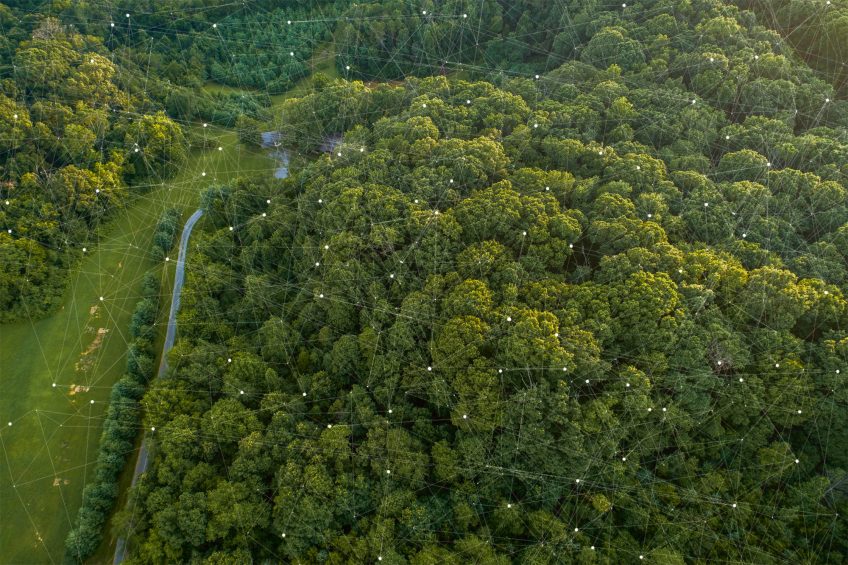La transition écologique passe par la préservation des forêts
