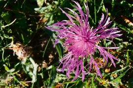 Centaurée jacée / © Joël Savary