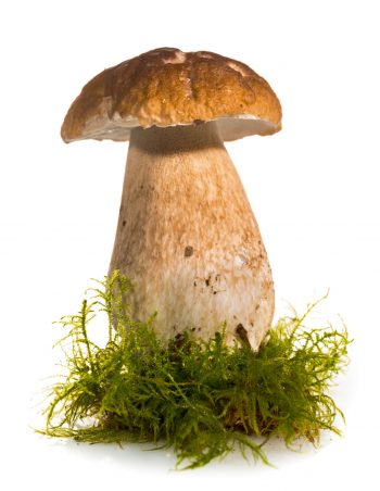 Quand et où trouver le cèpe de Bordeaux ?