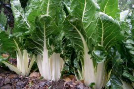 Cet automne, les enfants peuvent goûter aux courges et côtes de bettes qu’ils ont plantées en début d’été. Cet automne, les enfants peuvent goûter aux courges et côtes de bettes qu’ils ont plantées en début d’été. / © Caroline Müller