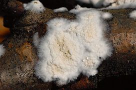 Coniophore des caves / © James Lindsey@ Ecology of Commanster