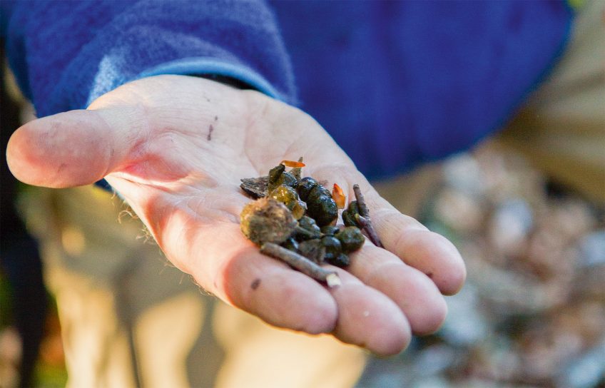 Crottes contenant des faines A la recherche du cerf élaphe dans le plateau du Vercors