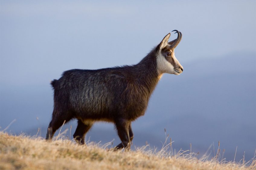 Récit de balade dans les pas du chamois dans les Préalpes fribourgeoises
