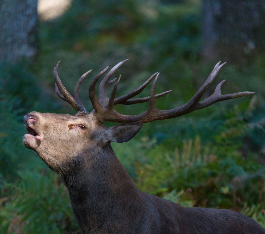 A la recherche du cerf élaphe dans le plateau du Vercors