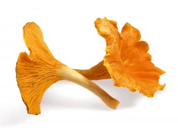 Quand et où trouver la girolle ?