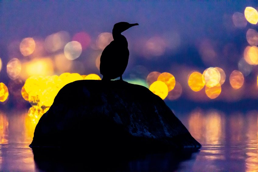 Le lac aux oiseaux Grand cormoran