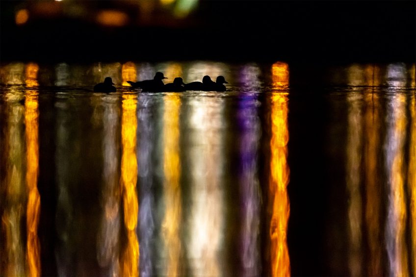 Le lac aux oiseaux Harle bièvre et canards chipeaux
