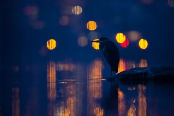 Héron cendré Lac de Neuchâtel, Suisse, le 20 janvier 2019 à 17h49.