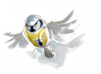Même les mésanges bleues migrent. Migration d'automne, observez le grand défilé des oiseaux