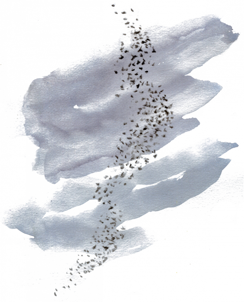 Migration d'automne, observez le grand défilé des oiseaux - Vol de pigeons