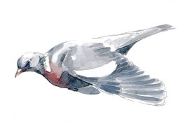 Pigeon ramier / © Nick Derry