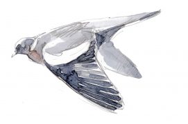 Pigeon ramier / © Nick Derry